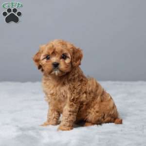 Marshall, Cavapoo Puppy